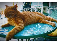 -喵屿·大理花园猫咖