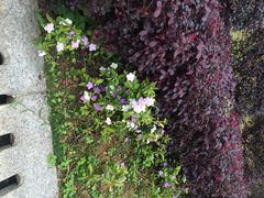 东莞市植物园-东莞植物园
