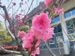 -月湖风景区