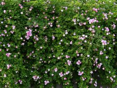 -丹东路渡口(轮渡站)