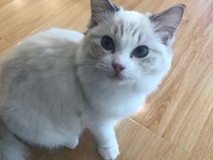 -momokira米努特·德文卷毛猫·棉花面纱犬