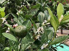 -大门水乡·顺德菜