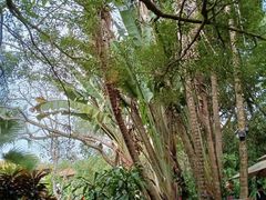 -海南热带野生动植物园