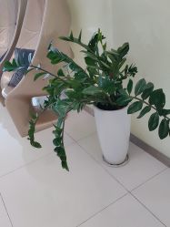 -莲姿娜·半永久纹眉皮肤管理