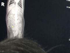 -心语宠物医院·急重症转诊中心·瑞辰华诺(南青路店)