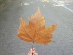 -曼都发型·臻选