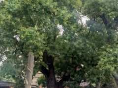 -洛阳周公庙博物馆