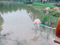 -宁波杭州湾国家湿地公园