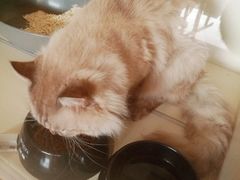 -70cat德文卷毛猫·缅因猫纯种猫舍
