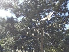 -燕塞湖鸟语林景区