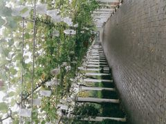 -白鹿原葡萄主题公园