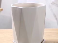 -保定市花鸟鱼虫市场