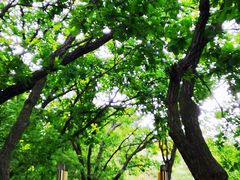 -帽儿山国家森林公园