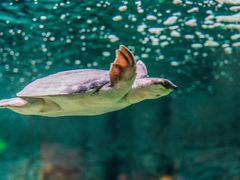 -上海海洋水族馆