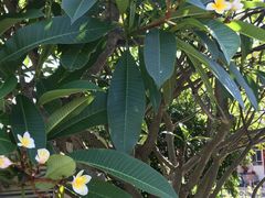 -露西亚咖啡西餐厅(哈尔滨俄侨纪念馆店)