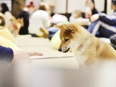 -逗柴咖啡屋·狗咖猫咖宠物桌游
