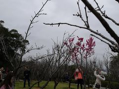 -金鸡山公园