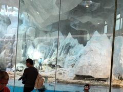 -帝企鹅自助餐厅•儿童岛•真企鹅(长隆企鹅酒店)