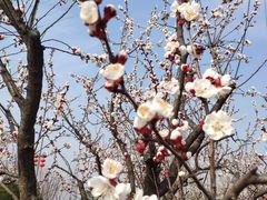 -咸阳湖景区-古渡公园