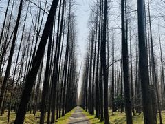 -东平国家森林公园