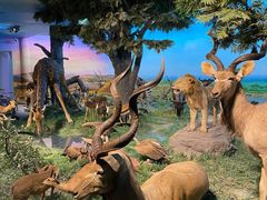 -国家自然博物馆