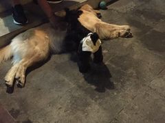 -百好乐宠物友好餐厅(朝外大街店)