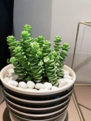 -安吉拉青春化管理中心