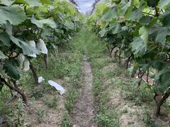 -马陆小张葡萄园农家乐