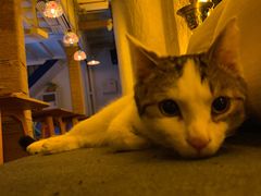 -Sirena海妖日咖夜酒