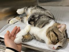 -佳雯宠物医院(四明中路分院)