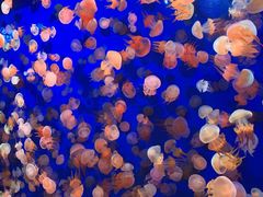 -成都浩海立方海洋公园