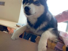 -Husky Go! 哈士奇体验馆·宠物咖啡厅狗咖