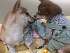 -逗柴咖啡屋·狗咖猫咖宠物桌游