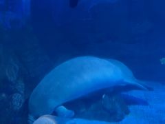 -烟台海昌鲸鲨海洋公园