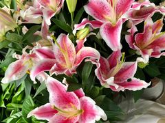 -沪花拾者(好再来花卉鲜花店)