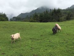 -硗碛藏寨·神木垒景区