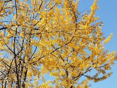 -两江幸福广场