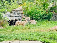 -海南热带野生动植物园
