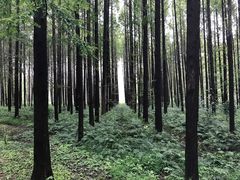 -黄海国家森林公园