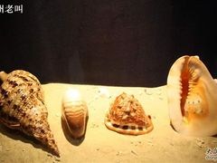 -亚龙湾中心广场·贝壳馆