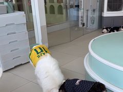 -怪兽屋·羊驼·猫咖·狗咖(俊华广场店)