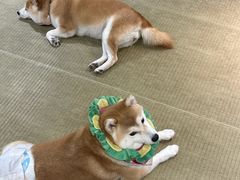 -逗柴咖啡屋·狗咖猫咖宠物桌游