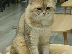 -柴迷FANS CLUB·柴犬狗咖·猫咖