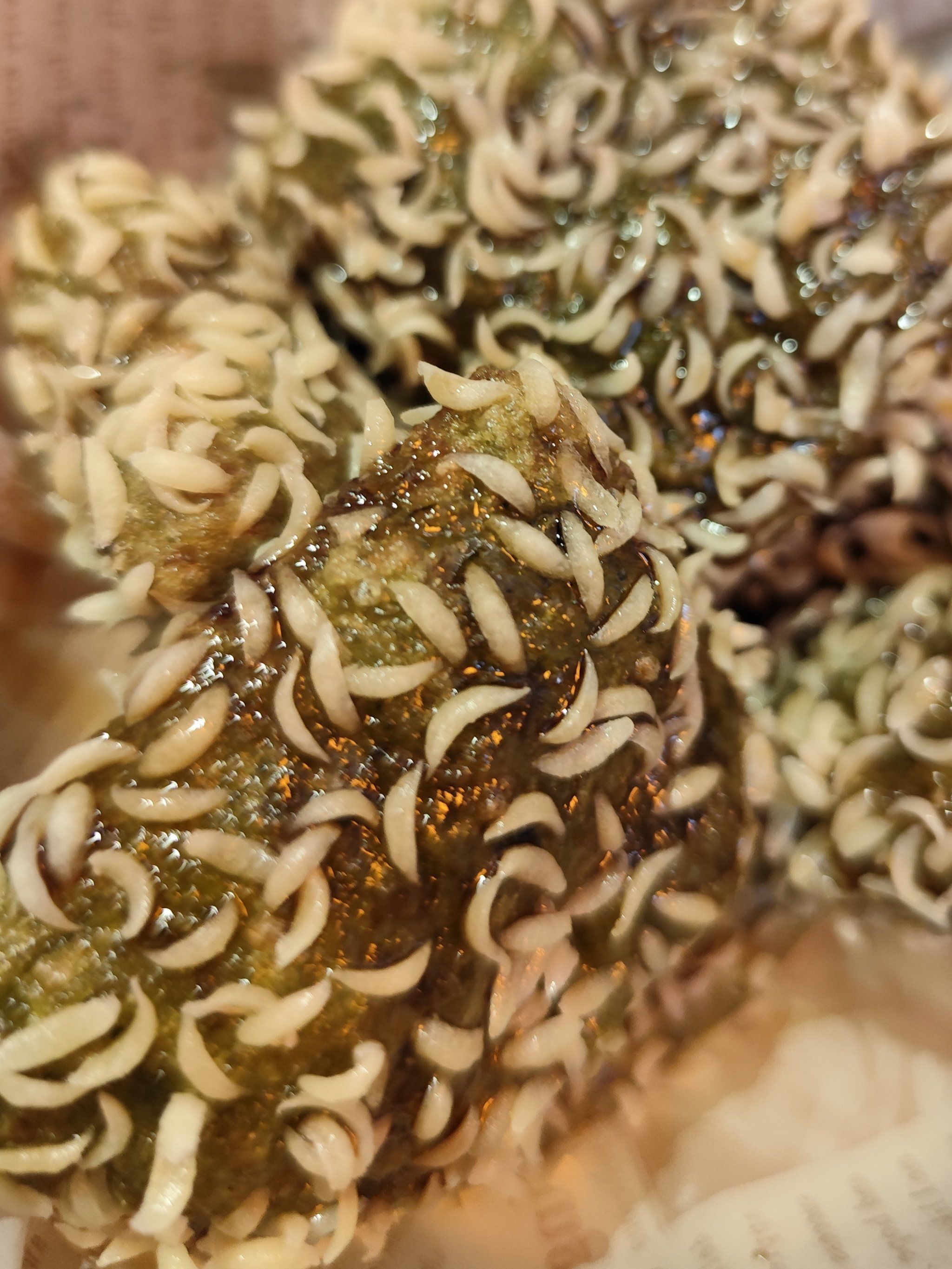 谁能告诉我这能吃吗?(⊙o⊙)🐛🐛#虫子 #蛆 还是啥?