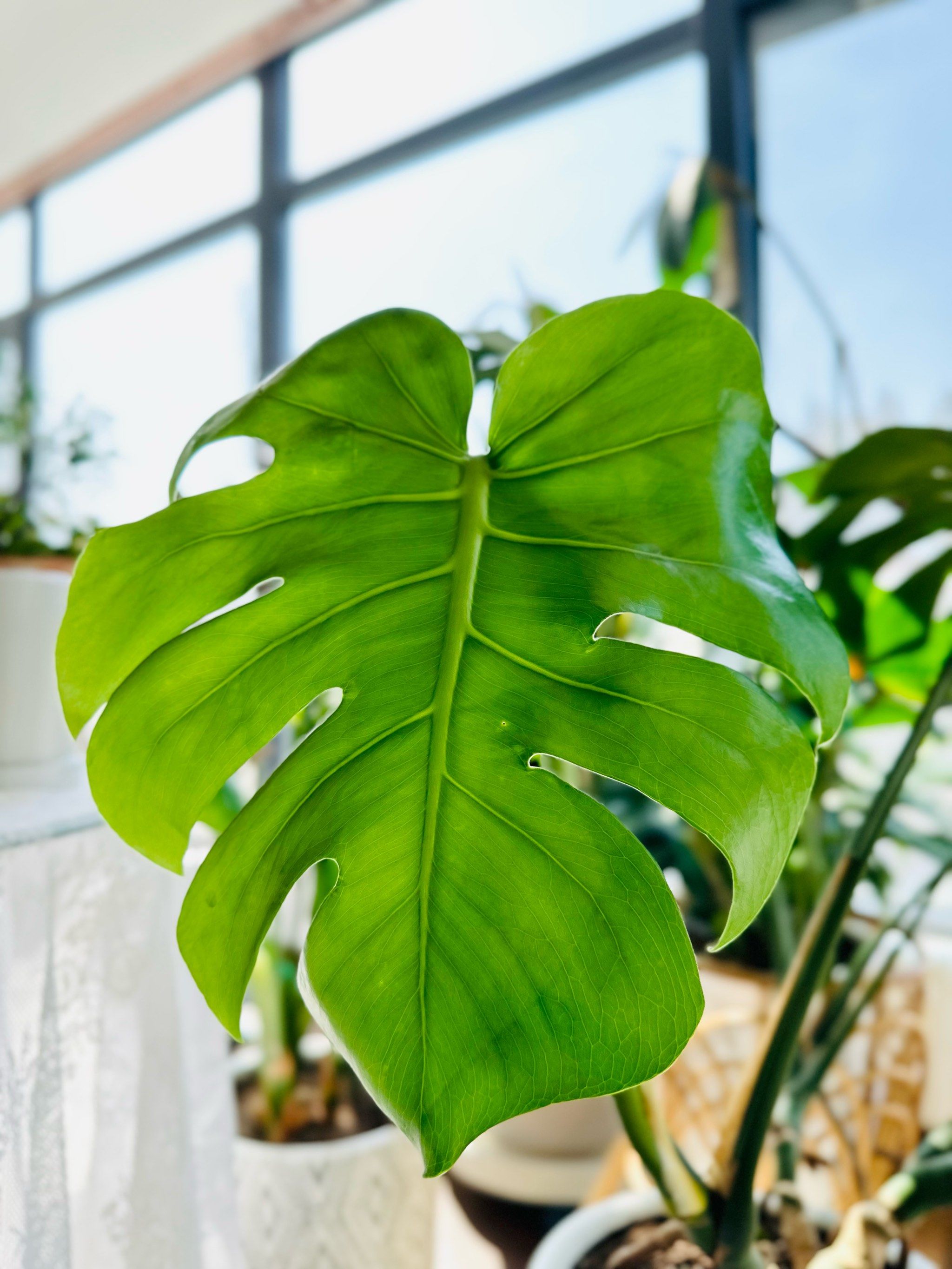 想拥有一片龟背竹的海洋