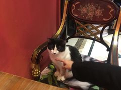 -猫色咖啡·猫咖