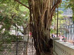 -香港佐治五世纪念公园