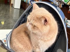 -宠爱国际动物医院· 猫科· 外科·中兽医(长白店)