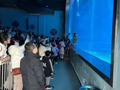 -芜湖新华联大白鲸海洋公园