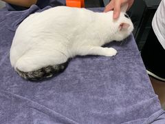 -伟伟宠物医院·瑞派猫友好医院·猫科(光谷店)
